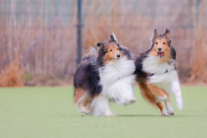 犬や猫などペットの購入・飼育費用は経費として計上できる？条件や注意点を解説